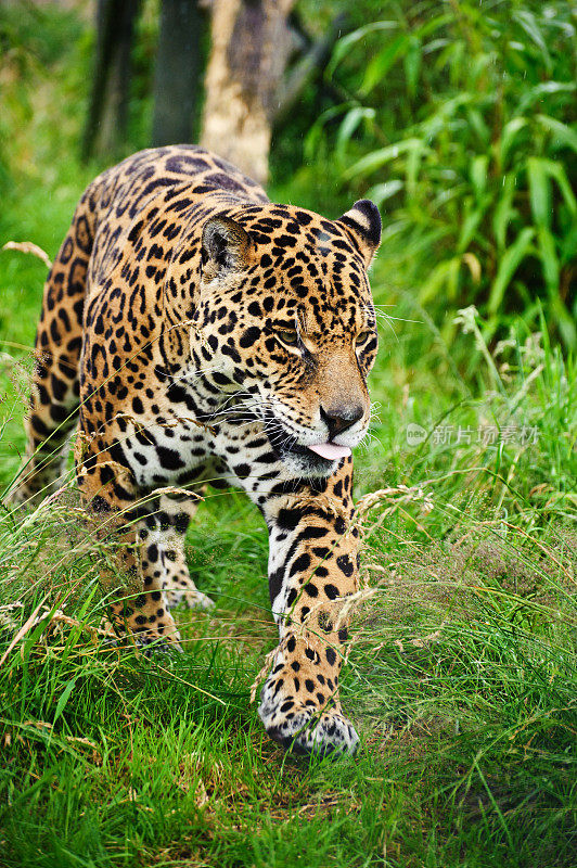 令人震惊的美洲虎Panthera Onca在草丛中徘徊